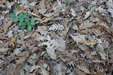 autumn leaves on the ground