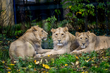 Three young lions sharing a peaceful afternoon