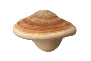 Single brown-ringed mushroom with beige stem, isolated on white