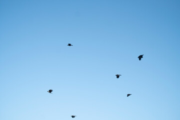Dark silhouettes of birds flying in a clear sky