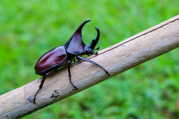Macro close-up of a black stag beetle insect with large horns on a green leaf in nature