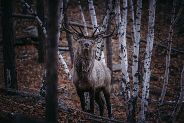 male deer in the woods