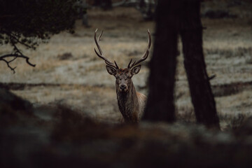 Fototapeta premium deer in the forest