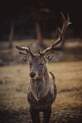 red deer in the woods