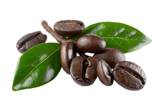 Dark roasted coffee beans with fresh green leaves on black background