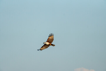 A bird soaring gracefully through the clear blue sky