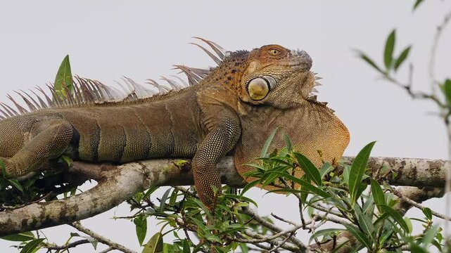 green iguana sunbathing on branch, head bobbing 265