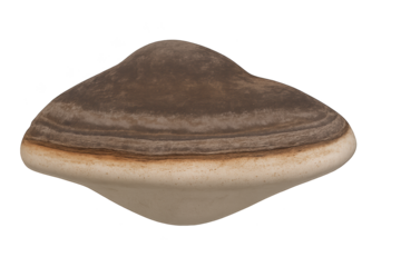 Two-toned, smooth stone with brown top and white base, heart-shaped pebble-like sculpture