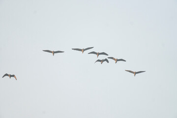 A flock of birds flying against a clear sky
