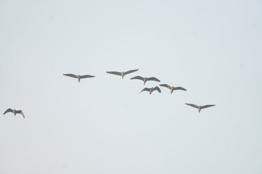 A flock of birds flying against a clear sky - Powered by Adobe