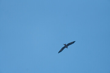 Obraz premium A lone bird soaring against a vast blue sky, conveying isolation