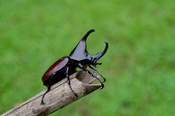 Siamese rhinoceros beetle or fighting beetle on a brown bamboo branch