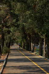 Bike lane and pedestrian path, surrounded by trees in city park.