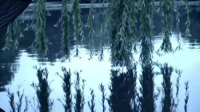 Fond Lac Calme Paysage Nature