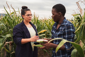 Farmer showing corn cob to quality inspector in corn field