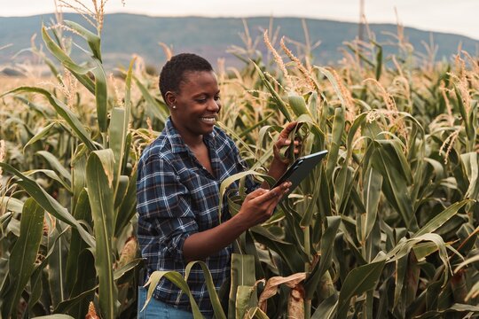 African american female farmer using digital tablet in corn field