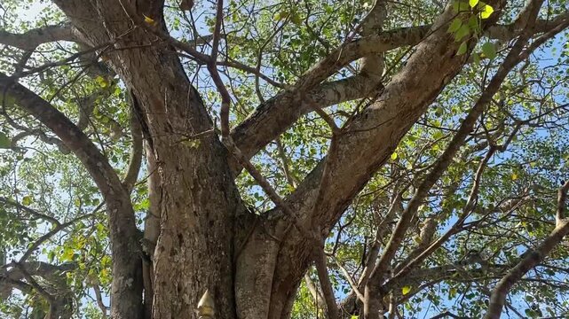 Sacred Bodhi tree at Buddhist temple in Sri Lanka