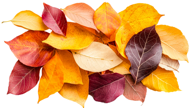 transparent background, isolated image. Colorful autumn leaves in various shades of orange, yellow, and red arranged artistically, showcasing the beauty of fall foliage and nature's vibrant palette