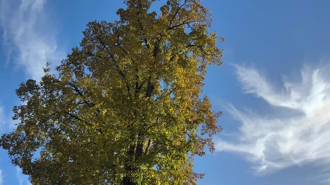 Autumn yellow linden tree, sky and clouds.
