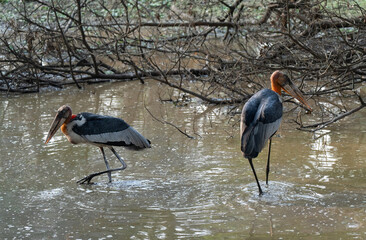 Greater adjutant storks searching for food at a pond