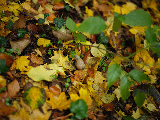 Snail laying on Forest Floor Covered With Colorful Autumn Leaves