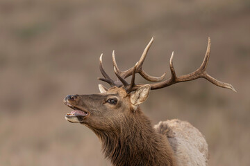 Bugling Tule Elk (Cervus canadensis nannodes), are endemic to California and the most specialized elk in North America, given that they live in open country under semi-desert conditions