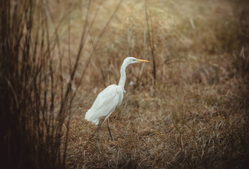 great white heron