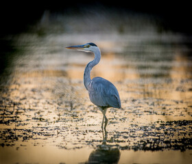 heron at sunset