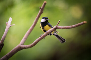 great tit on a branch