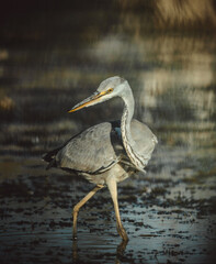 great blue heron is hunting