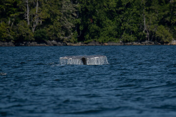 Fototapeta premium Tail Fluke