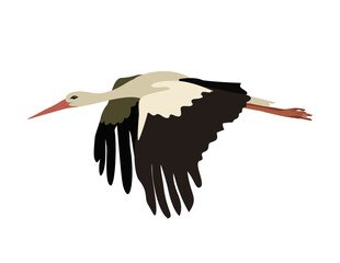 Flying Stork Illustration