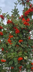 Row of vibrant red rowan berries on a green tree in autumn  