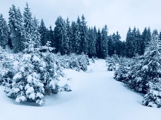 Snow-covered forest landscape in winter