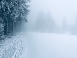 Obraz premium Foggy winter landscape with snow-covered trees