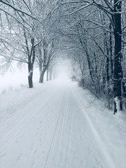 Naklejka premium Snowy tree-lined path in a foggy winter landscape