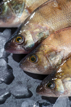 Fresh latvian river perch on ice display