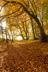 Naklejka premium Leuchtender Herbstwald mit großen Bäumen entlang eines sonnigen Wanderwegs. Goldenes Laub bedeckt den Boden, Licht und klare Luft schaffen Indian Summer Stimmung, Schwäbische Alb, Baden-Württemberg.