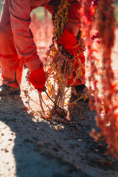 Quinoa harvest during final days in Bolivian highlands