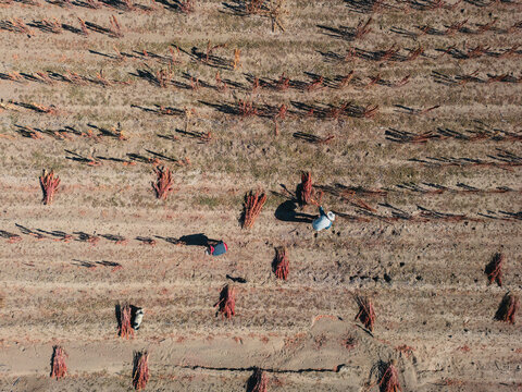 Harvesting quinoa in the Bolivian highlands