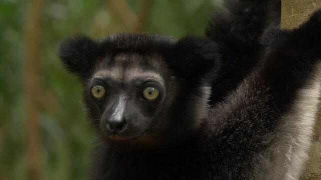 portrait of black indri, hanging in tree and looking around 294