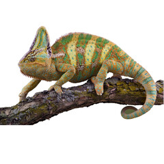 heartwarming collection of adorable pets including a cute rabbit, a playful dog, and a curious cat...