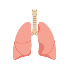 Vector illustration of human lungs and trachea on a white background Vector, illustration
