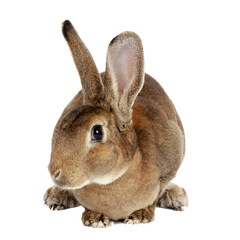 heartwarming collection of adorable pets including a cute rabbit, a playful dog, and a curious cat...