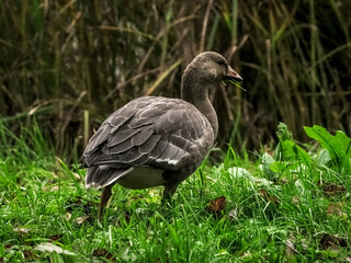 A wild goose poses on the green grass