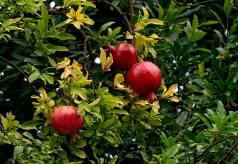 Red pomegranate fruits on a tree branch in a pomegranate orchard.