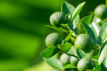 Green Sour Orange(Citrus aurantium) grouped together against a backdrop of deep green leaves