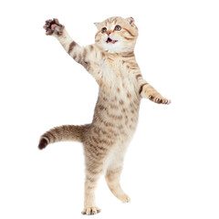 heartwarming collection of adorable pets including a cute rabbit, a playful dog, and a curious cat...