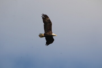 bald eagle bird in flight 