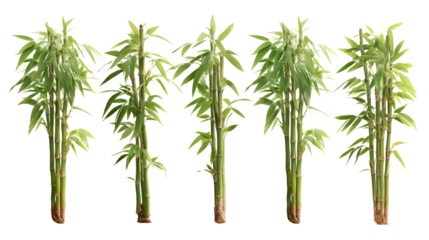 Five tall green bamboo stalks against a black background